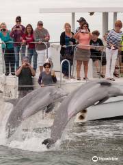 Dolphin Snorkeling Cruise