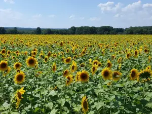 Buttonwood Farm Ice Cream