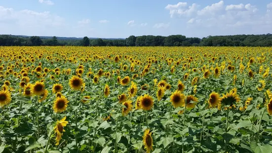 Buttonwood Farm Ice Cream