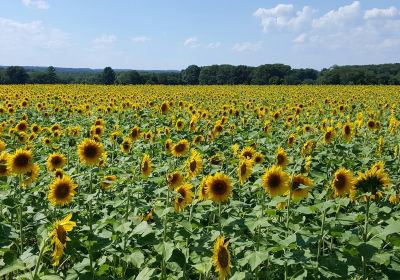 Buttonwood Farm Ice Cream