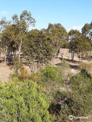 Lake Broadwater Conservation Park