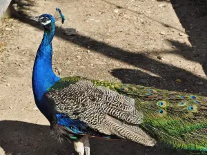 Austin Zoo