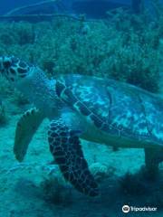 St. Thomas Dive Center