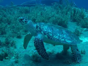 St. Thomas Dive Center