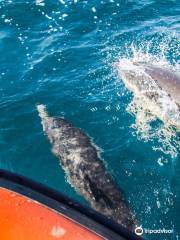 Padstow Sealife Safaris - Wildlife Watching Boat Trips Cornwall
