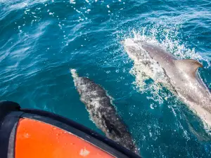 Padstow Sealife Safaris - Wildlife Watching Boat Trips Cornwall