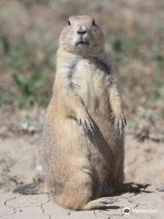 Roberts Prairie Dog Town