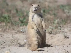 Roberts Prairie Dog Town