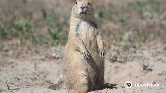 Roberts Prairie Dog Town