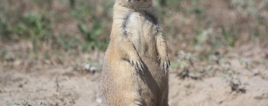 Roberts Prairie Dog Town
