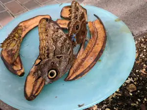 The Butterfly House
