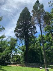 Tyler Arboretum