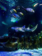 Sea Life Aquarium