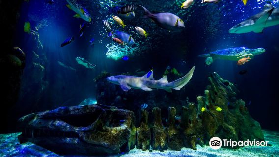 Sea Life Benalmádena
