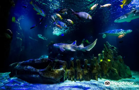 SEA LIFE Benalmadena普通門票小童