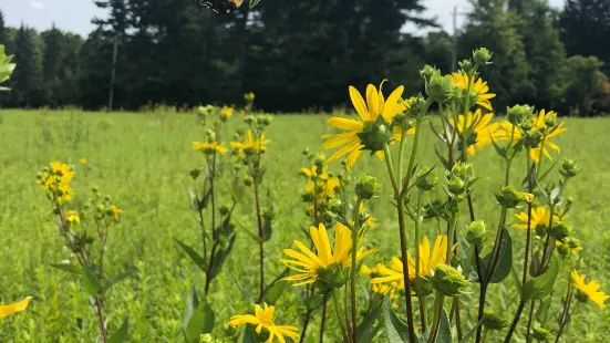 Frohring Meadows