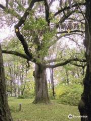 The Kile Oak
