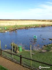 The Blakeney Conservation Duck Pond