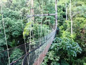 Mulu Skywalk