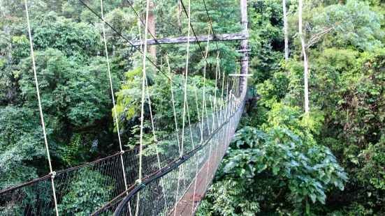 Mulu Skywalk