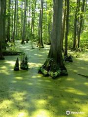 Heron Pond – Little Black Slough Nature Preserve