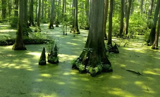 Heron Pond – Little Black Slough Nature Preserve