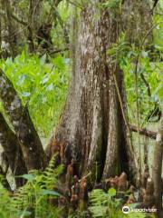 Barataria Preserve