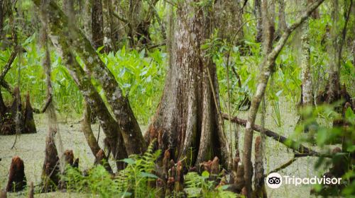 Barataria Preserve