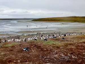 Bluff Cove Lagoon