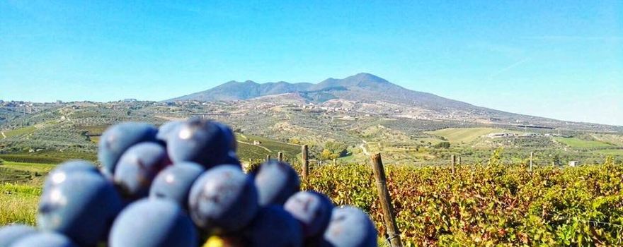 Casa Vinicola Armando MARTINO S.r.l.