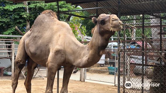 Bang Kung Camp Zoo