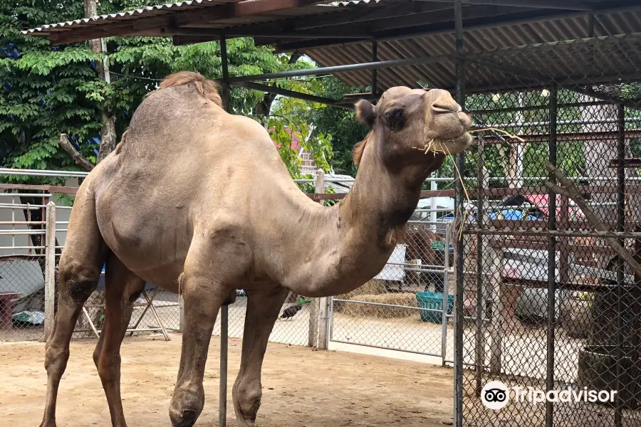 Bang Kung Camp Zoo