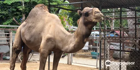 泰拳公園