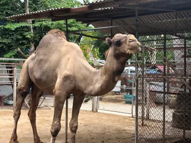 Bang Kung Camp Zoo