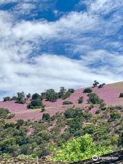 Fort Tejon State Historic Park