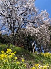 Uchide Cherry Blossom