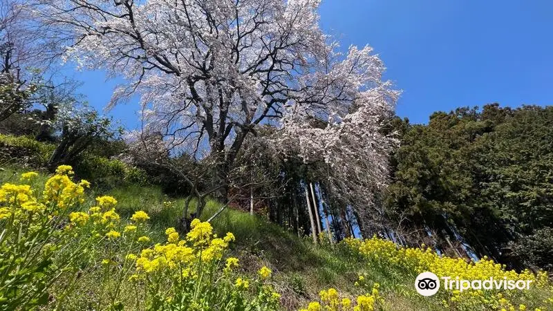 Uchide Cherry Blossom