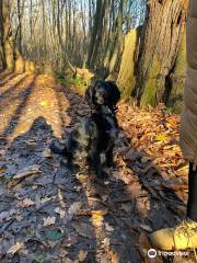 Norsey Wood Local Nature Reserve