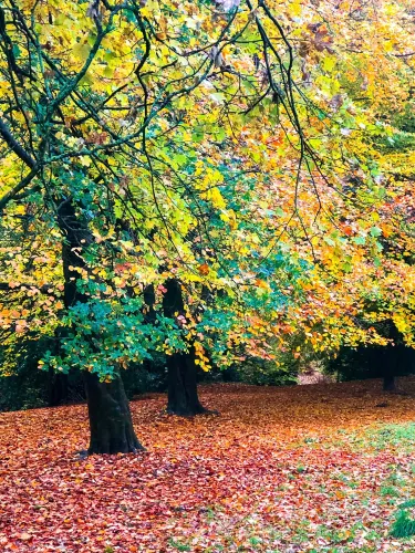 Beechwood