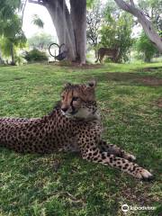 Otjitotongwe Cheetah Park