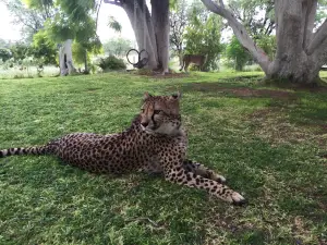Otjitotongwe Cheetah Park