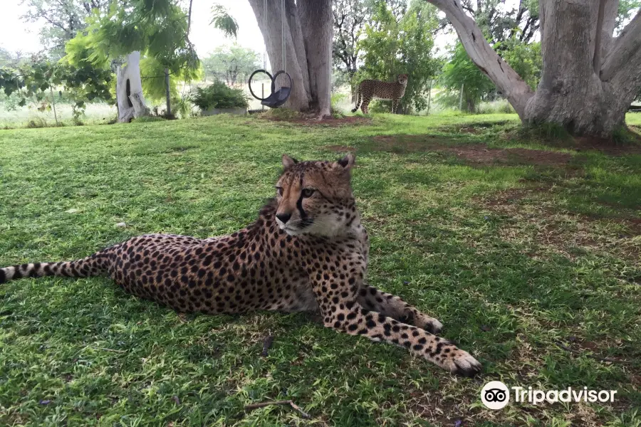 Otjitotongwe Cheetah Park