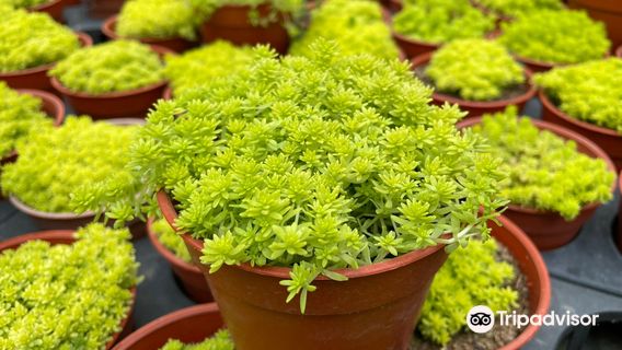 Cactus Point, Brinchang, Pahang.