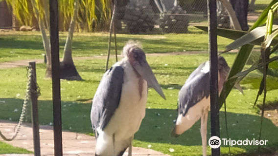 Mystic Monkeys and Feathers Wildlife Park