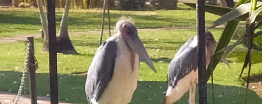 Mystic Monkeys and Feathers Wildlife Park