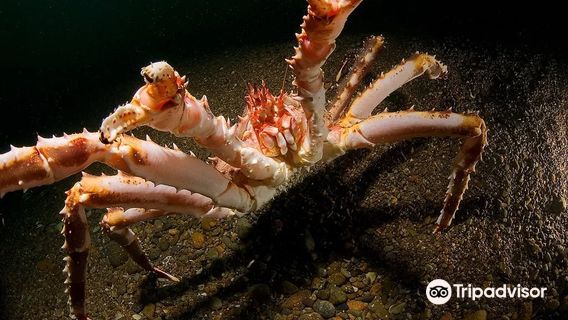 Vladivostokskii Oceanarium