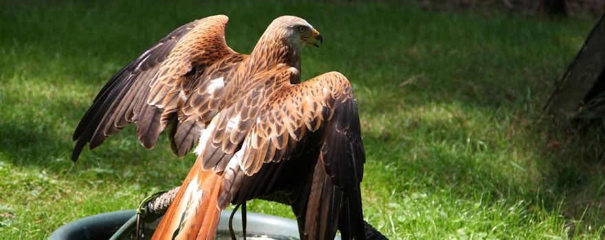 Wildpark Gangelt