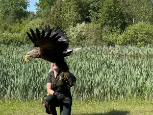 Ørnereservatet - Eagleworld