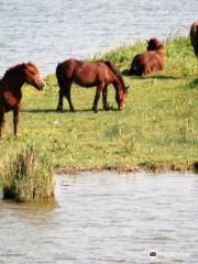 Baie de Somme