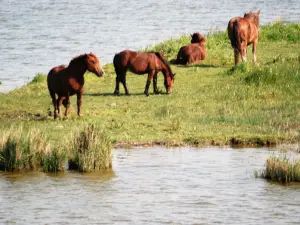 Baie de Somme